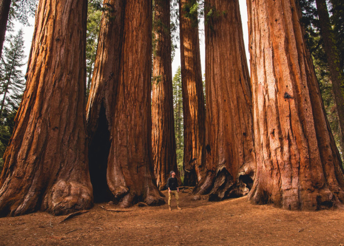 sequoia3